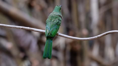 El-Abejaruco-De-Barba-Azul-Se-Encuentra-En-La-Península-De-Malaya,-Incluida-Tailandia,-En-Claros-De-Bosques-Particulares