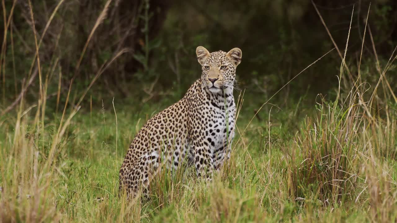 toma en cámara lenta de un poderoso leopardo con hermosas marcas y manchas sentado en el desierto de hierba alta observando las praderas, la vida silvestre africana en maasai mara, kenia, áfrica animales de safari