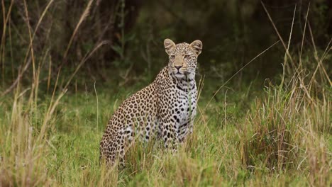 toma en cámara lenta de un poderoso leopardo con hermosas marcas y manchas sentado en el desierto de hierba alta observando las praderas, la vida silvestre africana en maasai mara, kenia, áfrica animales de safari