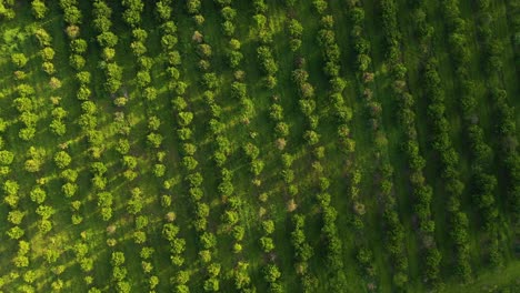 Orange-Citrus-Tree-Farm-Aerial-Shot