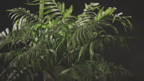 an indoor palm plant being hit by wind in a studio - black background - close up