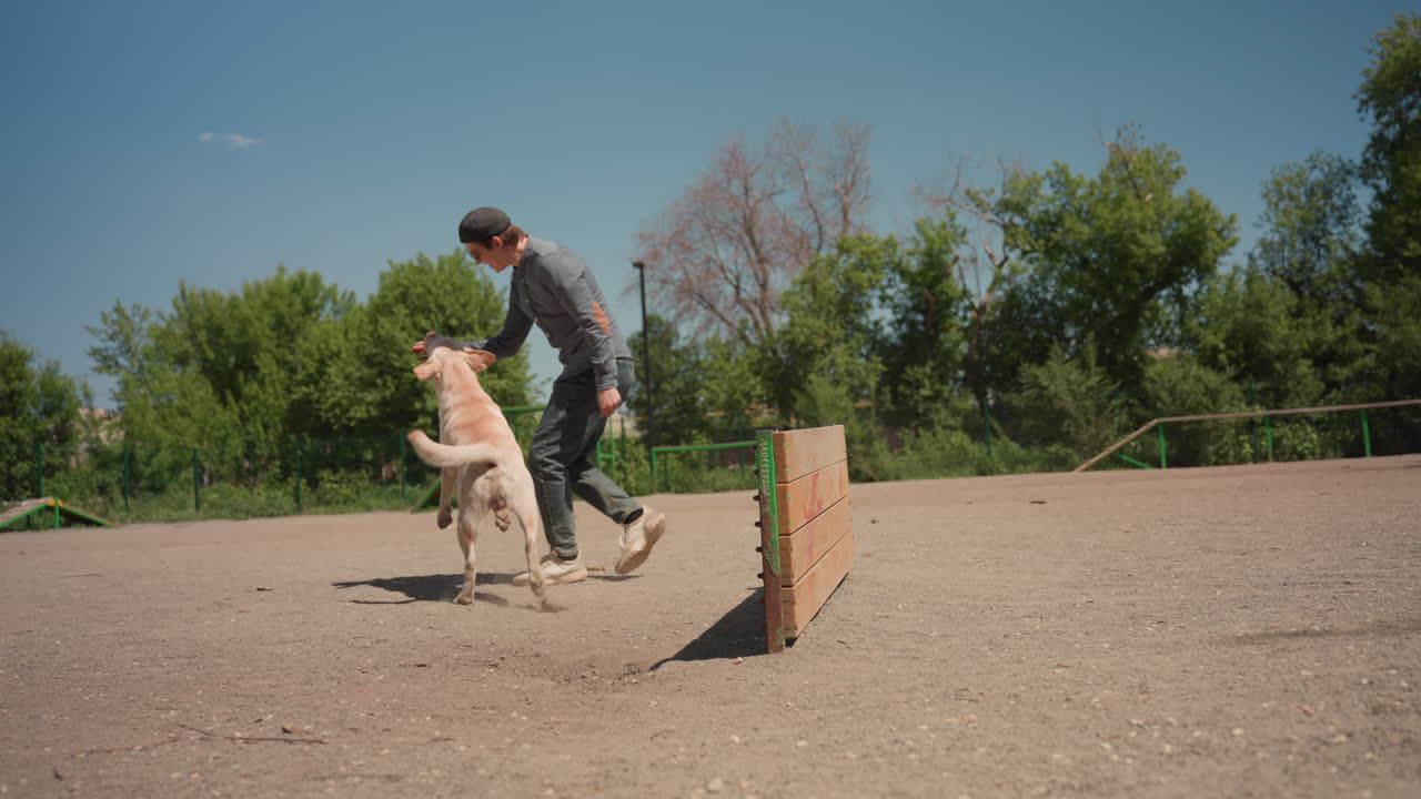 장애물 경주를 탐색하는 래브라도, 점프와 야외 장애물 코스가 포함된 개 훈련 세션, 장애물과 함께하는 화창한 야외 운동 세션 동안 민첩성을 연습하는 역동적인 래브라도