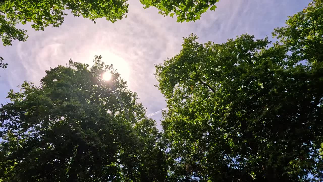 La luce solare filtra attraverso i rami degli alberi verdeggianti