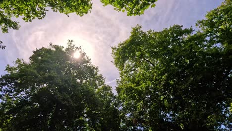 la luz del sol filtrándose a través de las ramas de los árboles verdes y exuberantes