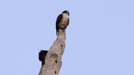 the black-thighed falconet is one of the smallest birds of prey found in the forests in some countries in asia