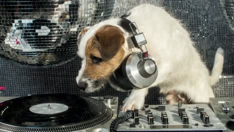 Perro-DJ-4K-06