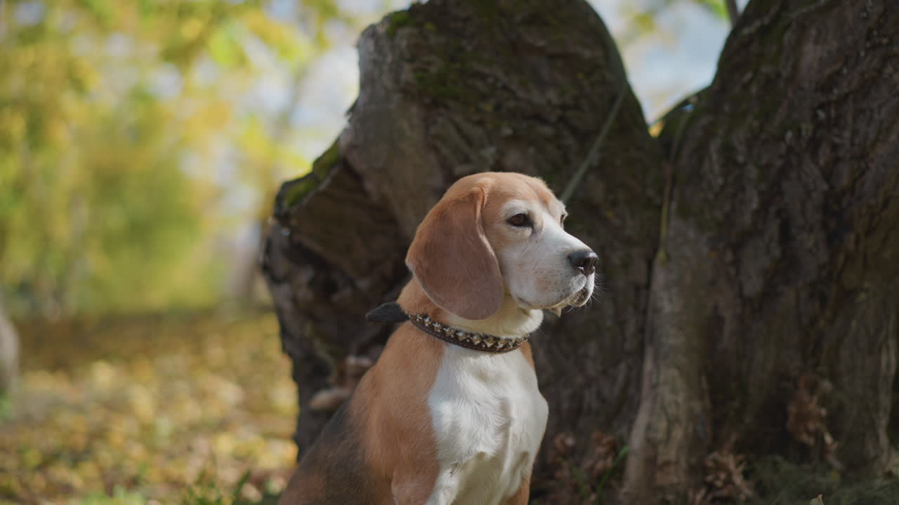 beagle dog with calm expression sits near textured tree trunk in sun dappled forest, gazing thoughtfully into distance with golden leaves and soft green bokeh background