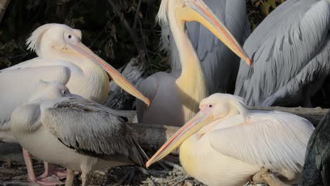 Dalmatian-pelican-(Pelecanus-crispus)-is-the-largest-member-of-the-pelican-family,-and-perhaps-the-world's-largest-freshwater-bird,-although-rivaled-in-weight-and-length-by-the-largest-swans.