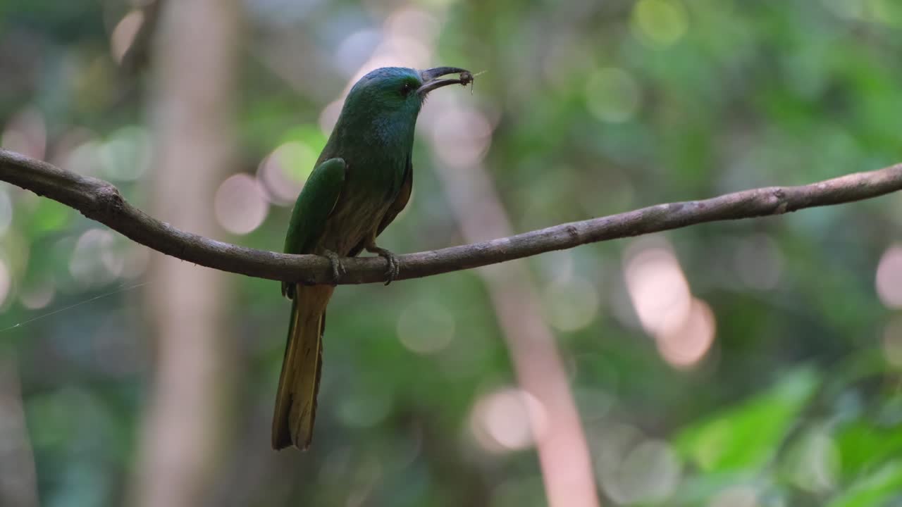 insecto en su boca mientras mira a su alrededor balanceándose en la vid, el comedor de abejas de barba azul nyctyornis athertoni, tailandia