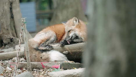 fox lying on the ground while licking its paw in sendai, japan