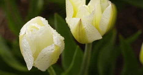 Tulips-Plantation-In-Netherlands-Agriculture-19