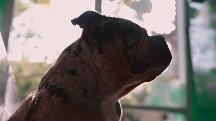 Merle French Bulldog Sitting and Looking Out a Window