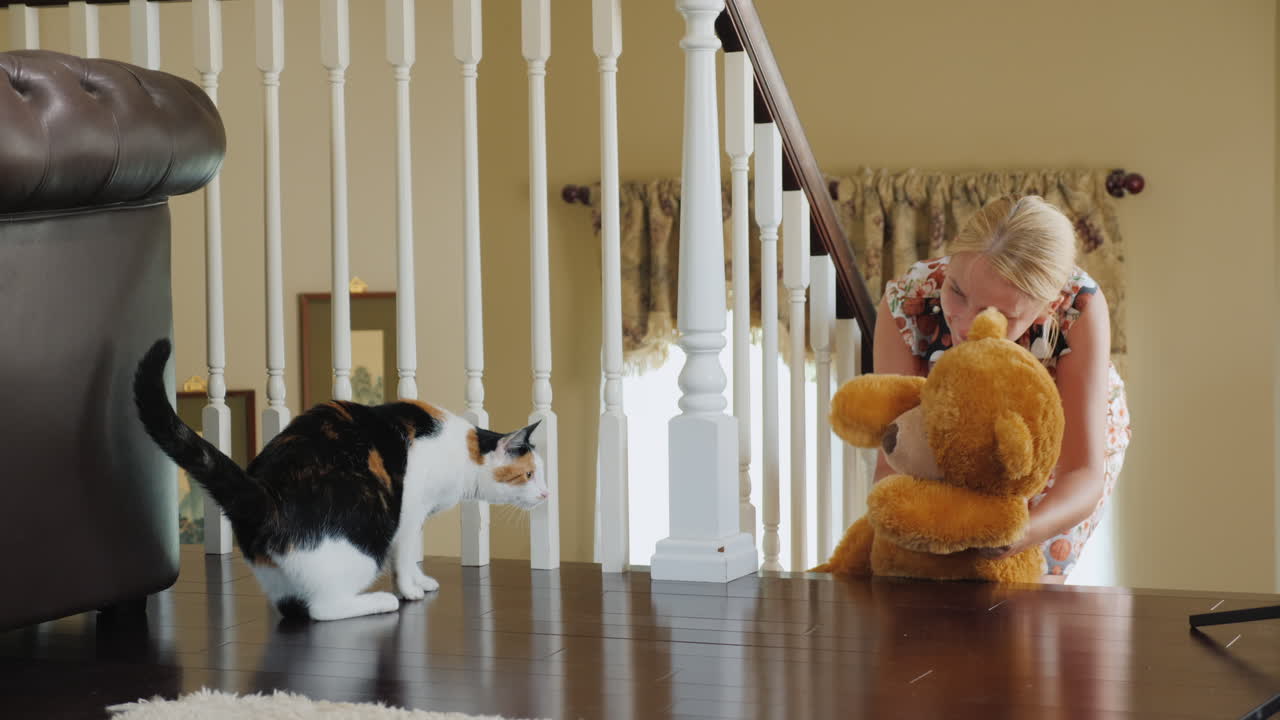 고양이와 노는 여자는 고양이를 보여줍니다 테디 베어 고양이는 장난감을 두려워합니다 재미있는 애완 동물 비디오