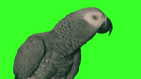 parrot on a solid green background