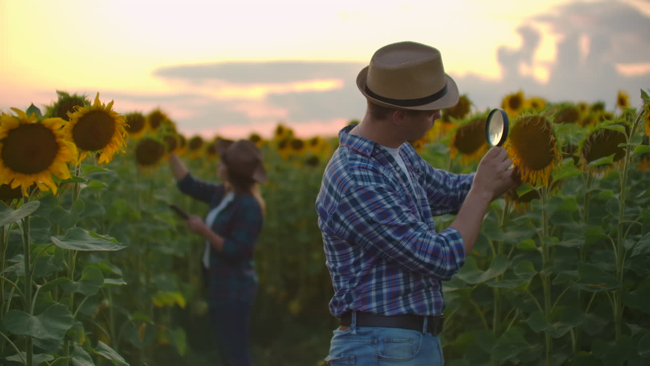 un niño examina un girasol a través de una lupa en el campo en la noche de verano. una mujer joven escribe las características de un girasole en un libro electrónico.