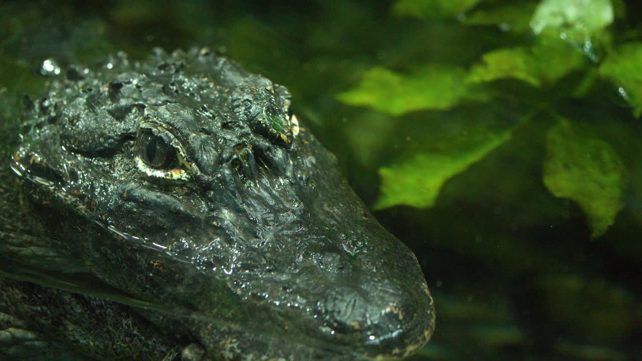 A detailed close-up shot of an alligator's head floating still in dark green water
