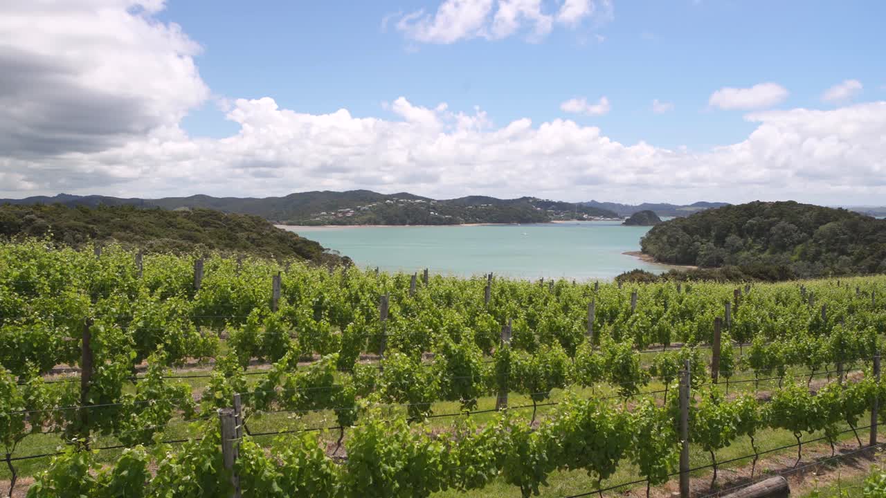 The beautiful, bright grape winery farm in the Bay Islands of New Zealand - wide pan