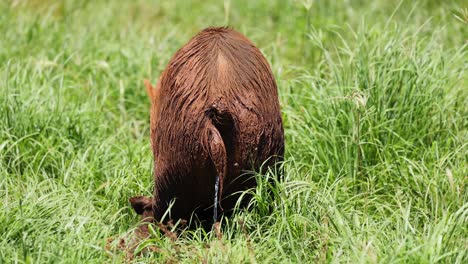 a pig moves through grass, possibly grazing.