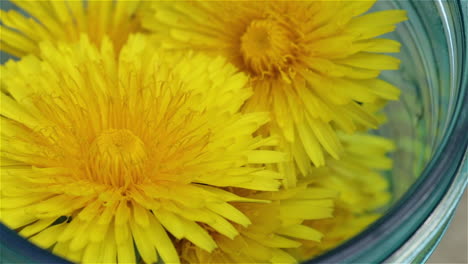 close up of cut yellow dandelion blooms in glass jar, slowmo, above