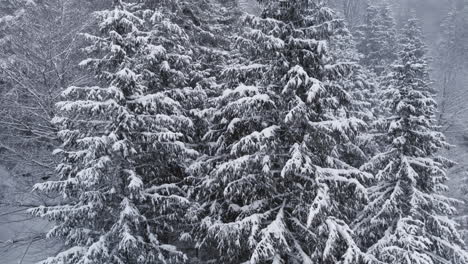 Aerial-footage-of-snow-laden-fir-forest-in-snowy-weather