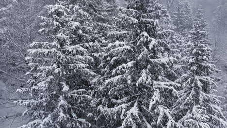 aerial footage of snow laden fir forest in snowy weather