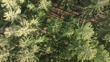 Immergrün-Und-üppig,-Groß-Und-Stolz,-Waldnaturlandschaft