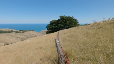 old fence contrasts with golden grass and blues of ocean and sky in summertime - bossu road, canterbury