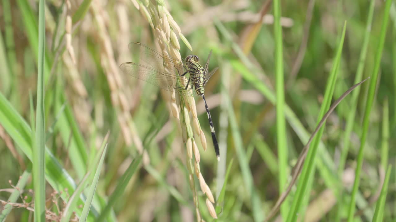 논밭에서 밀이나 논 식물에 잠자리 스탠드를 닫습니다