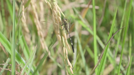 Cerrar-Un-Stand-De-Libélula-En-Trigo-O-Planta-De-Arroz-En-El-Campo-De-Arroz-Paddy