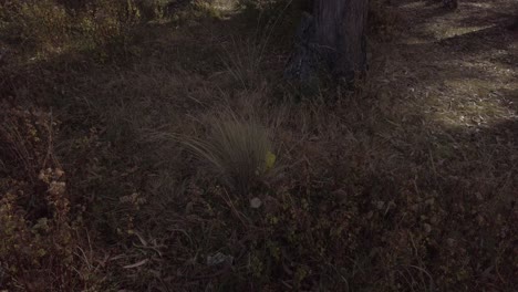 Forested-Hill-Adorned-with-Eucalyptus-Trees-in-Cusco,-Peru---Pan-Up-Shot