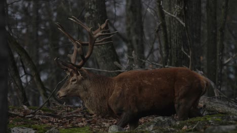 ciervo rojo caminando por el bosque en el bosque - parc omega en quebec, canadá - primer plano, cámara lenta