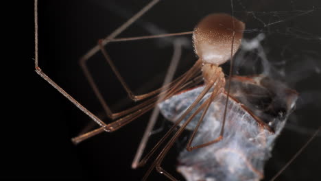 Spinne,-Die-Beute-Im-Kokon-Frisst,-Dunkler-Hintergrund