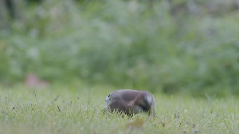 Eurasian-jay-picking-up-acorns-for-winter-and-swallows-them