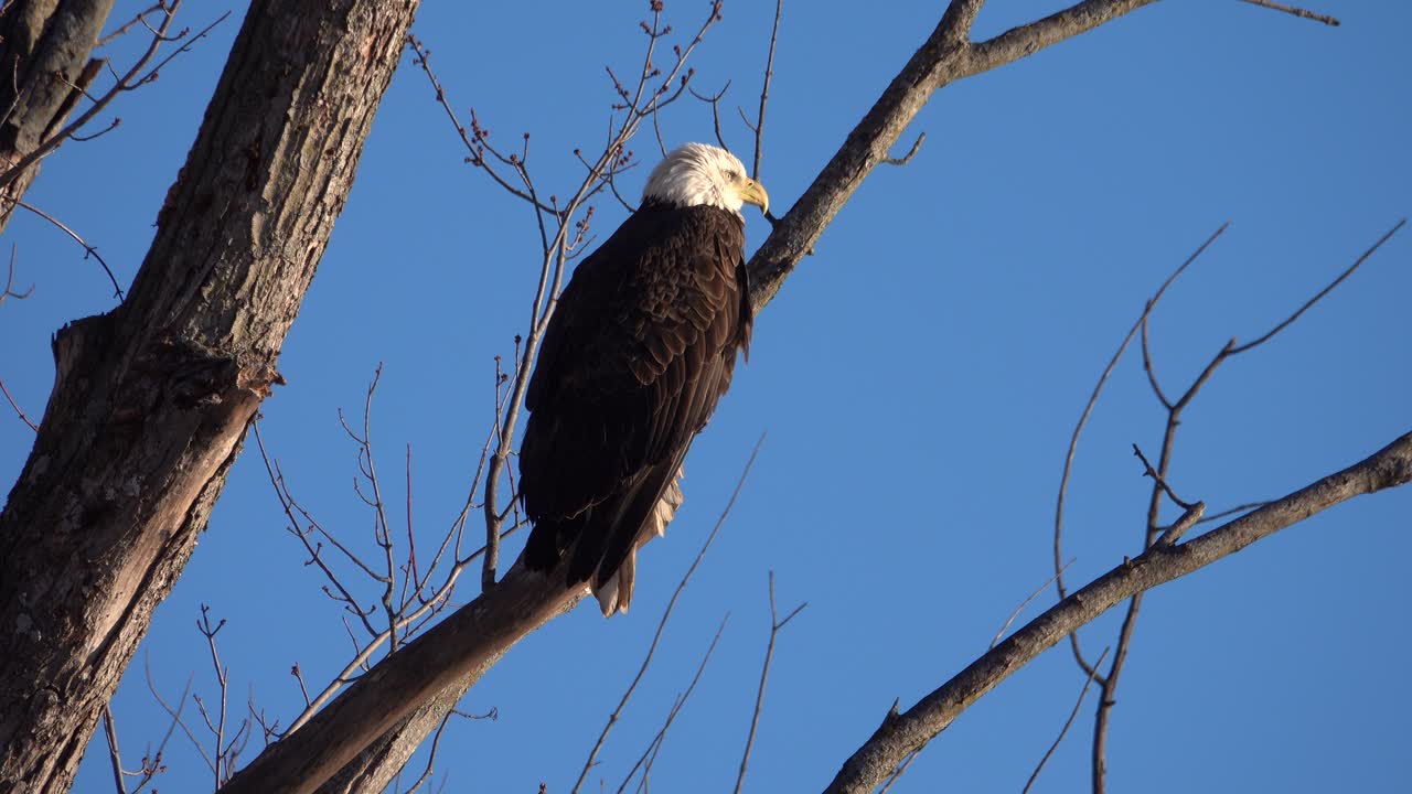 Bald Eagle Perched on Tree Branch Against Blue Sky