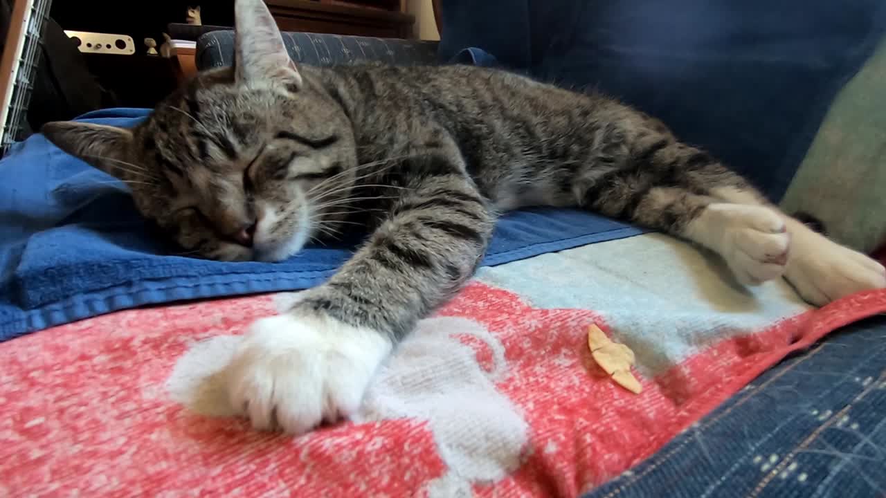 피곤한 거실 소파에 누워 있는 작은 태비 고양이