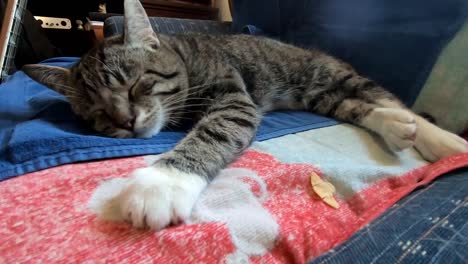 small tabby cat laying on the couch in a living room tired sleeping