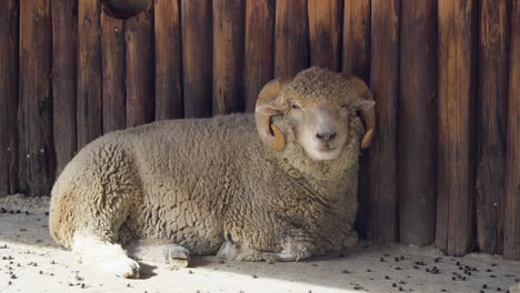 Sheep-with-big-horns-sleeping-in-the-shadow-on-the-ground-at-the-barn-in-the-zoo,-Seoul-Grand-Park,-South-Korea-close-up