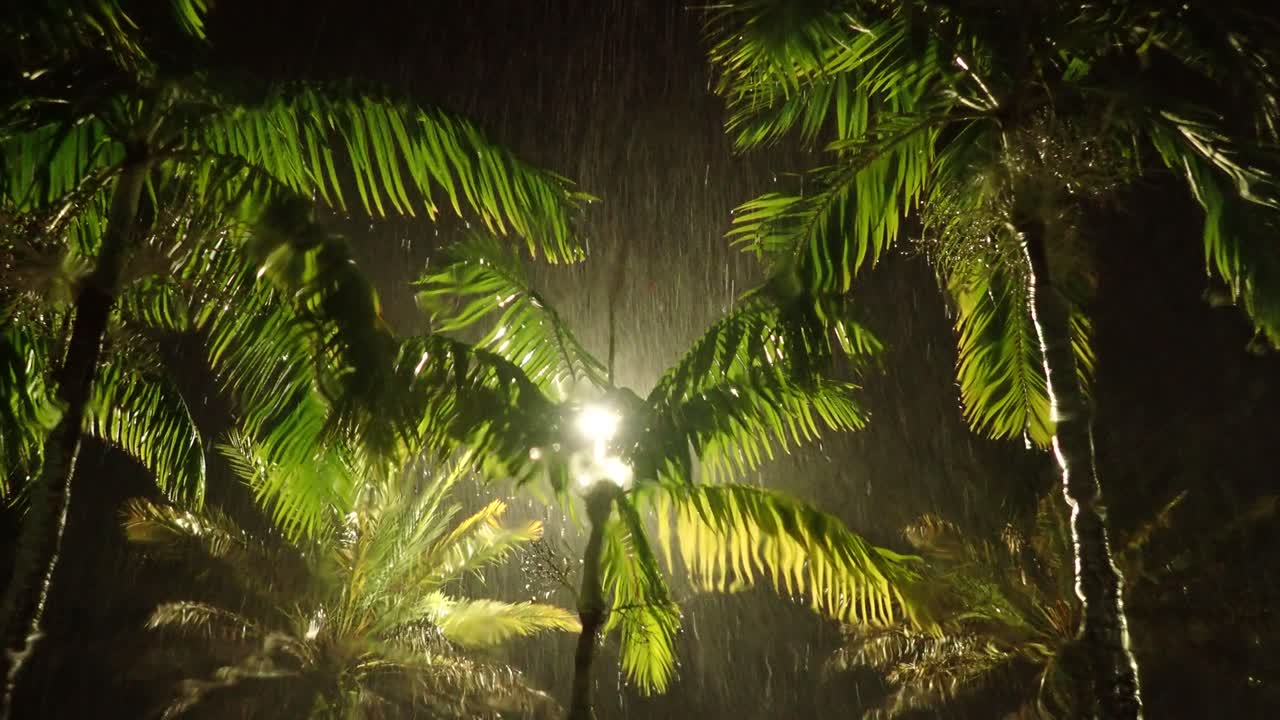 palmeras en una tormenta de lluvia, florida, 4k, 30fps