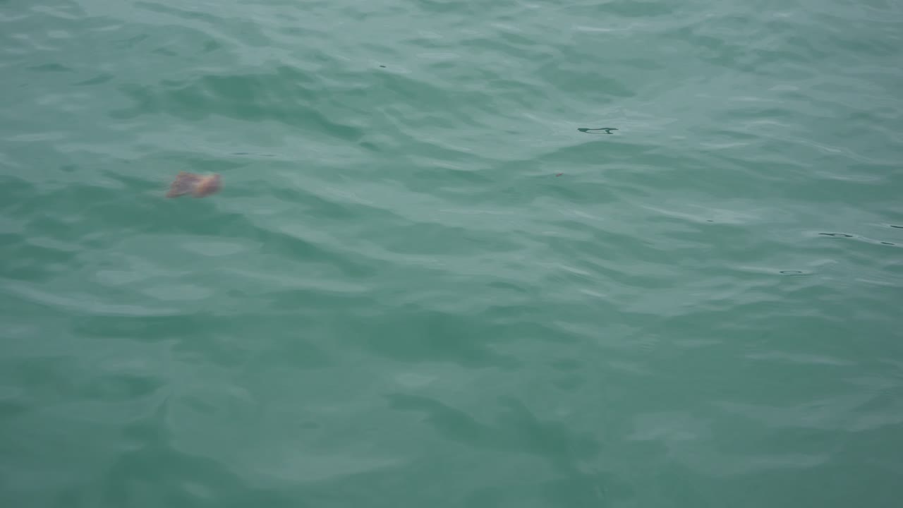 medusas nadando en el océano