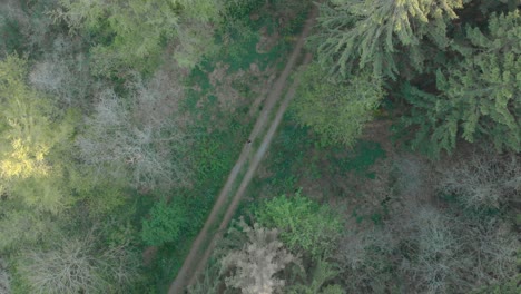 aerial top down push in on trail road diagonally through pinewood forest man centered standing still