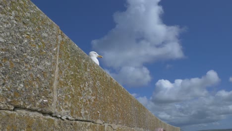 wide shot seagull rests of stone wall in sunshine