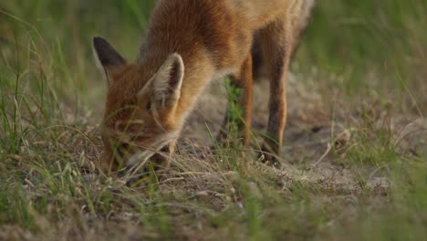 Telephoto-closeup-of-young-fox-walking-across-dirt-patch-foraging-in-meadow