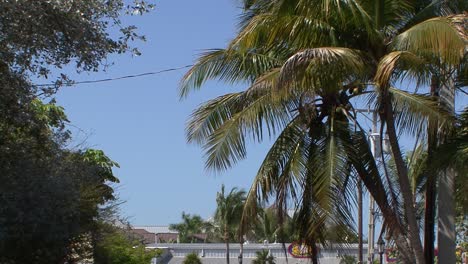 palm trees in key west, florida, usa