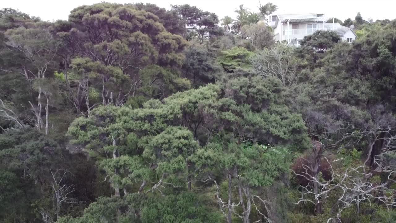 drone descendiendo en el bosque para mostrar los árboles