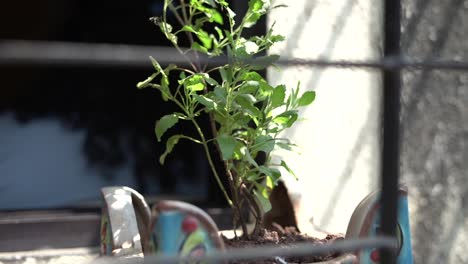 Ritual-Del-Festival-Hindú-Tulsi-Poojan-Tulsi-Vivah-En-La-Mañana