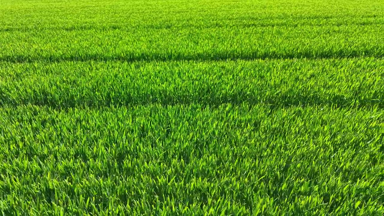 Campo di grano alla luce del primo mattino che mostra file di piante verdi pronte per il raccolto in una giornata di sole in campagna