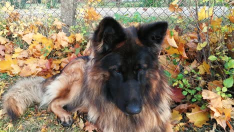 sleeping dog into yellow leaves looking around