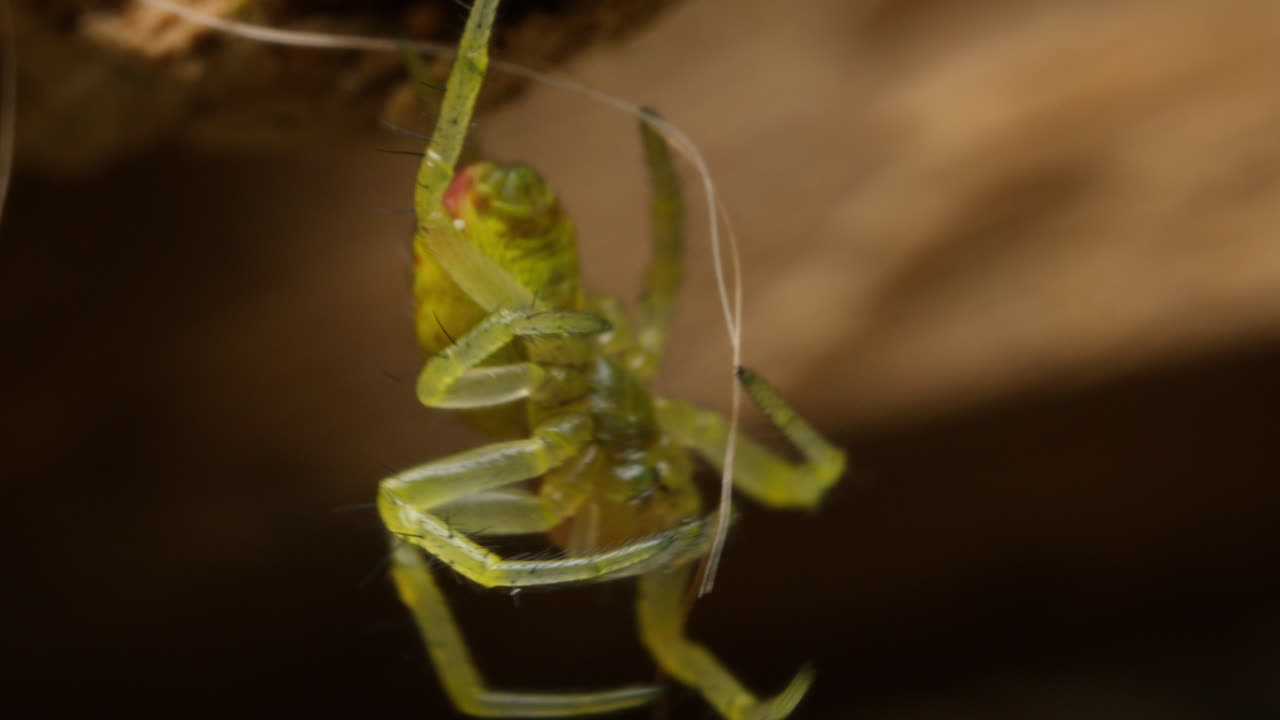 fotografía macro de una araña verde pepino en la red