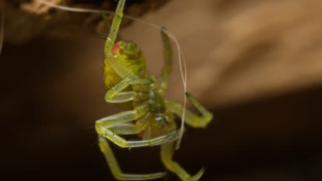 Macro-shot-of-a-Cucumber-Green-Spider-on-Web