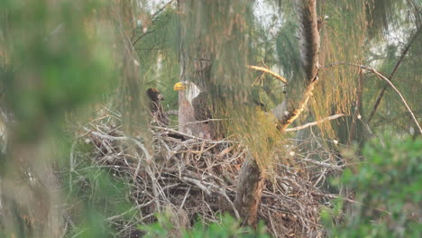 Weißkopfseeadler-Füttert-Küken-Im-Nest-Oben-Im-Ast-3